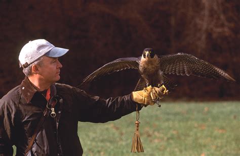 falconry for beginners.